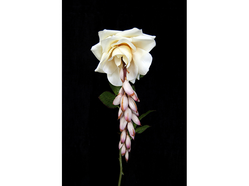 Sem título, 2013
fotografia
100 x 66 cm