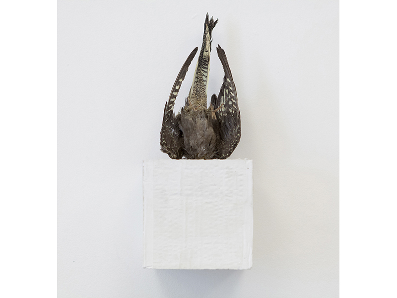 Sem título, 2013
pássaro taxidermizado + gesso
30 cm (V) x 20 cm (H) x 20 cm (prof.)
foto: Vítor Mizael